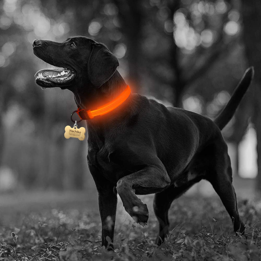 SlumberPaws™ Neon Glow LED Collar Set (2-Pack)